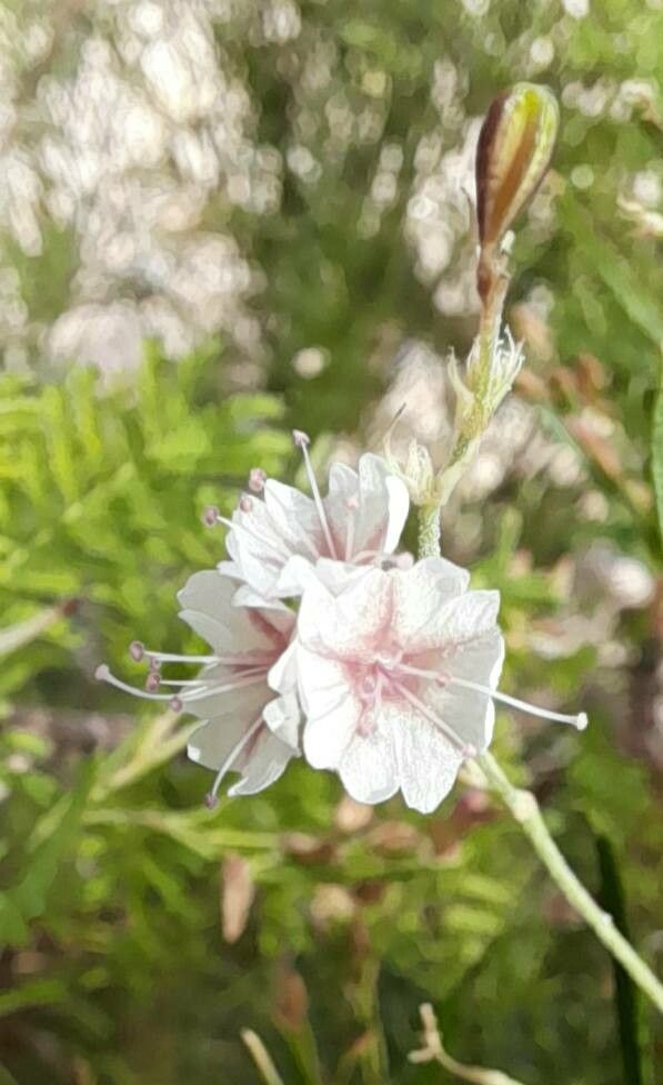 Boerhavia pulchella flower