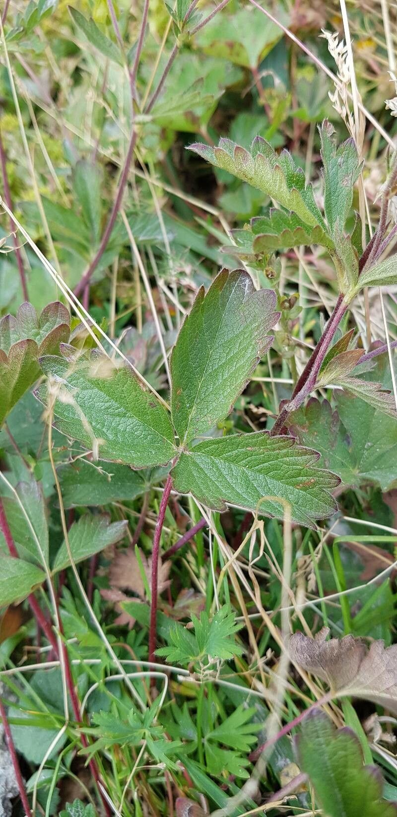 Potentilla grandiflora leaf