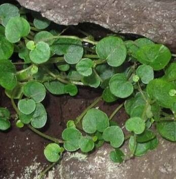 Peperomia chazaroi — houseplant care guide