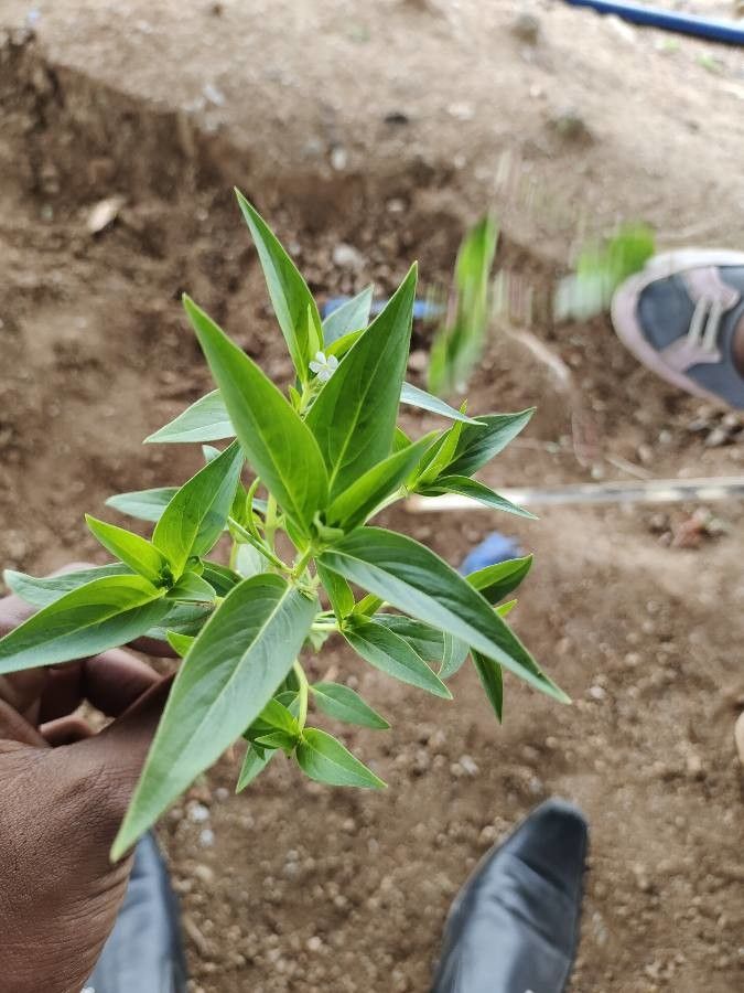 Catharanthus pusillus — houseplant care guide