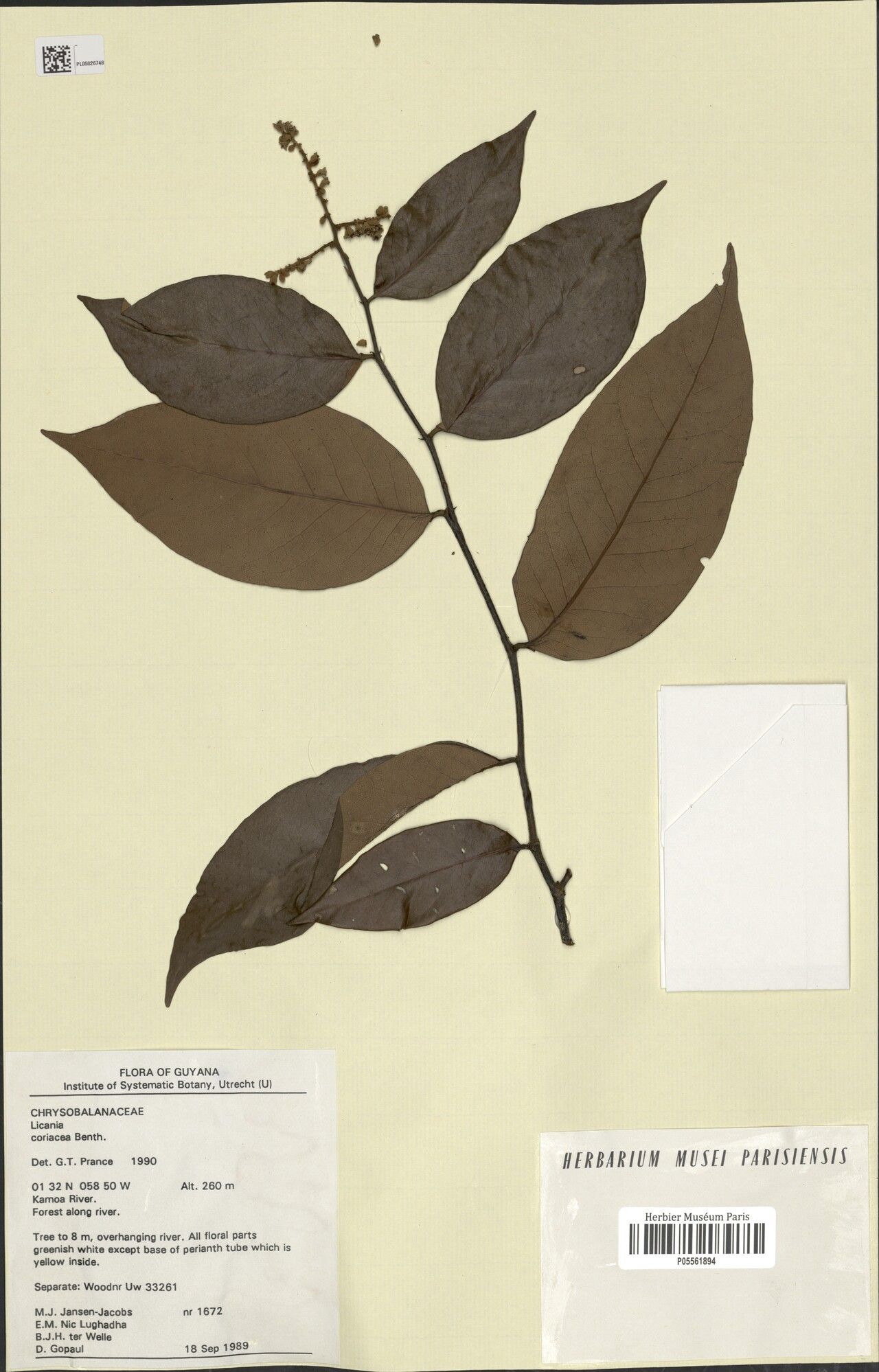 Licania coriacea — houseplant care guide