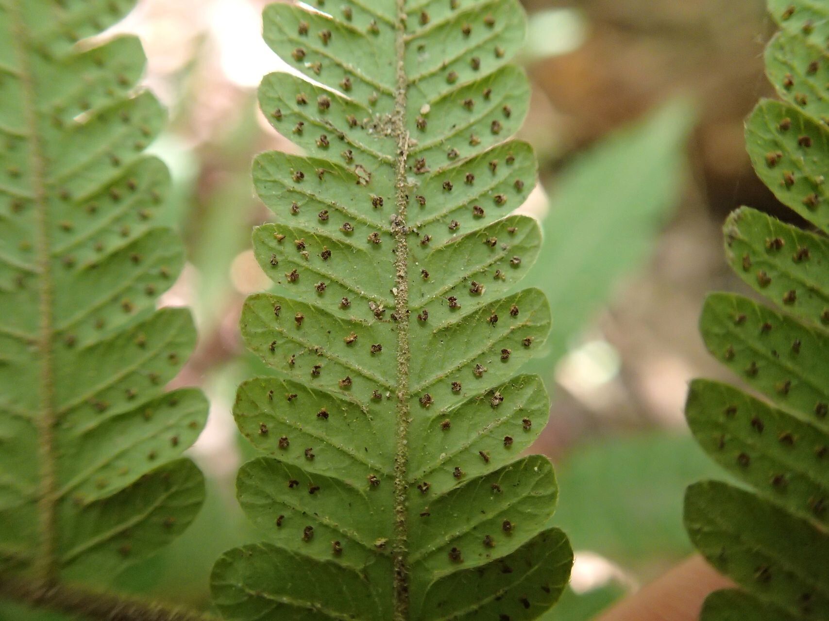 Thelypteris heterocarpos — search result for 'Thelypteris'