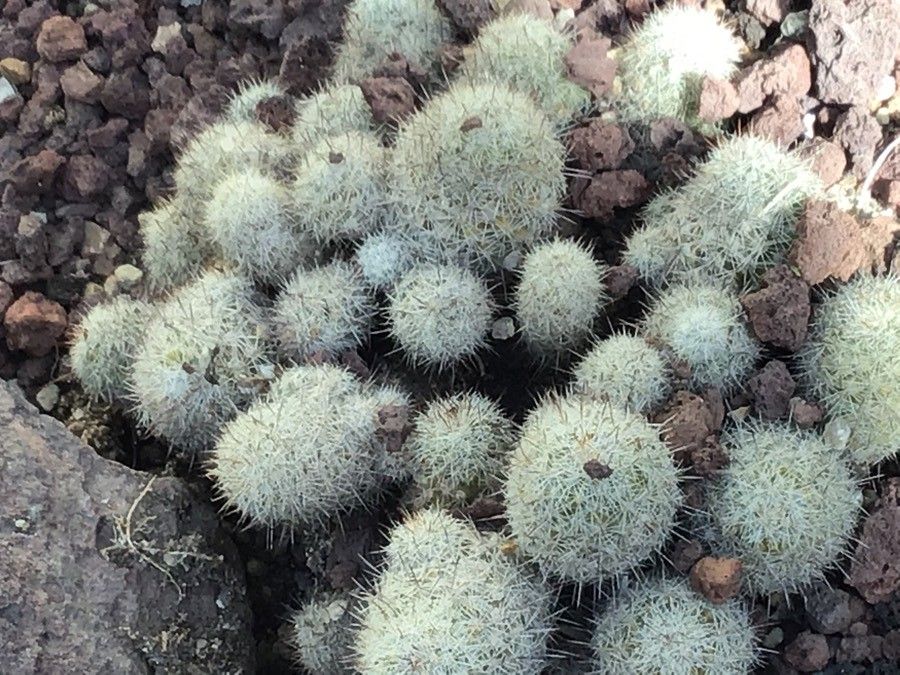 Mammillaria multidigitata — search result for 'Mammillaria'