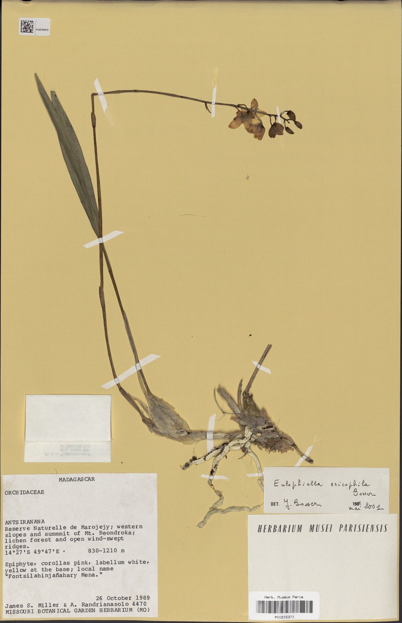 Eulophia ericophila — houseplant care guide