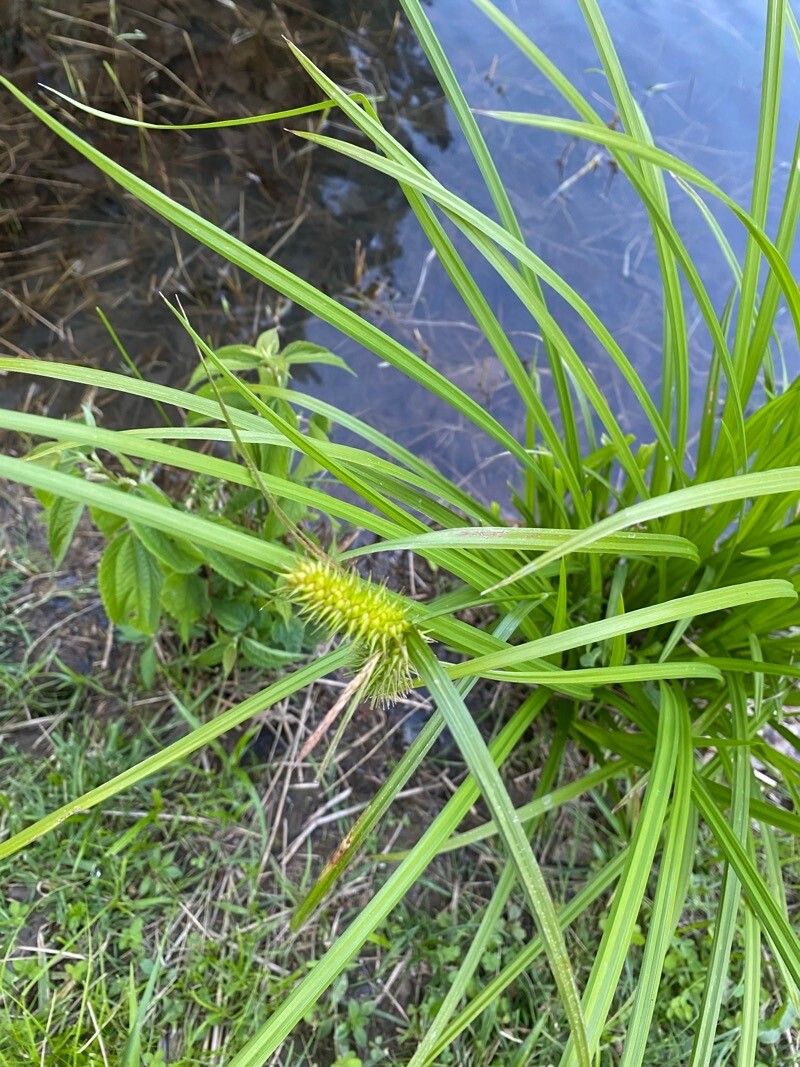 Carex lurida fruit