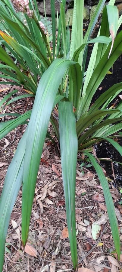 Helmholtzia glaberrima — houseplant care guide