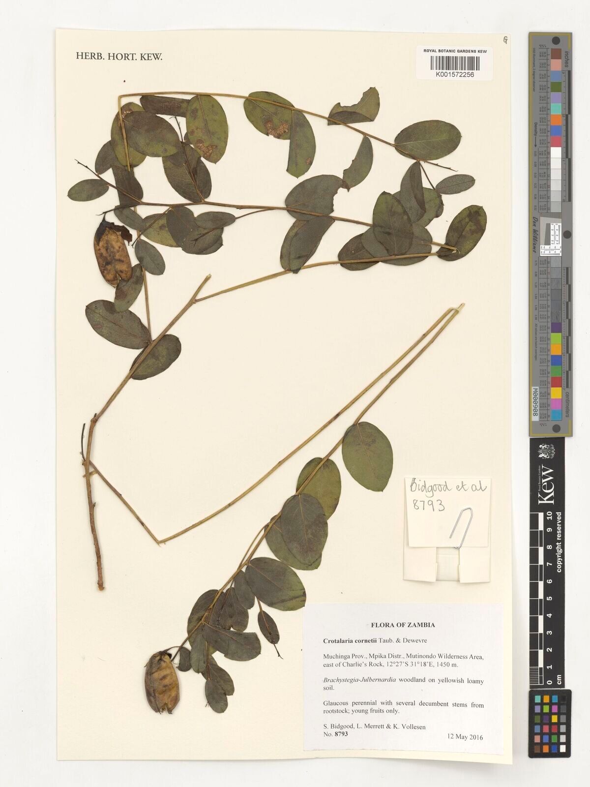 Crotalaria cornetii — houseplant care guide