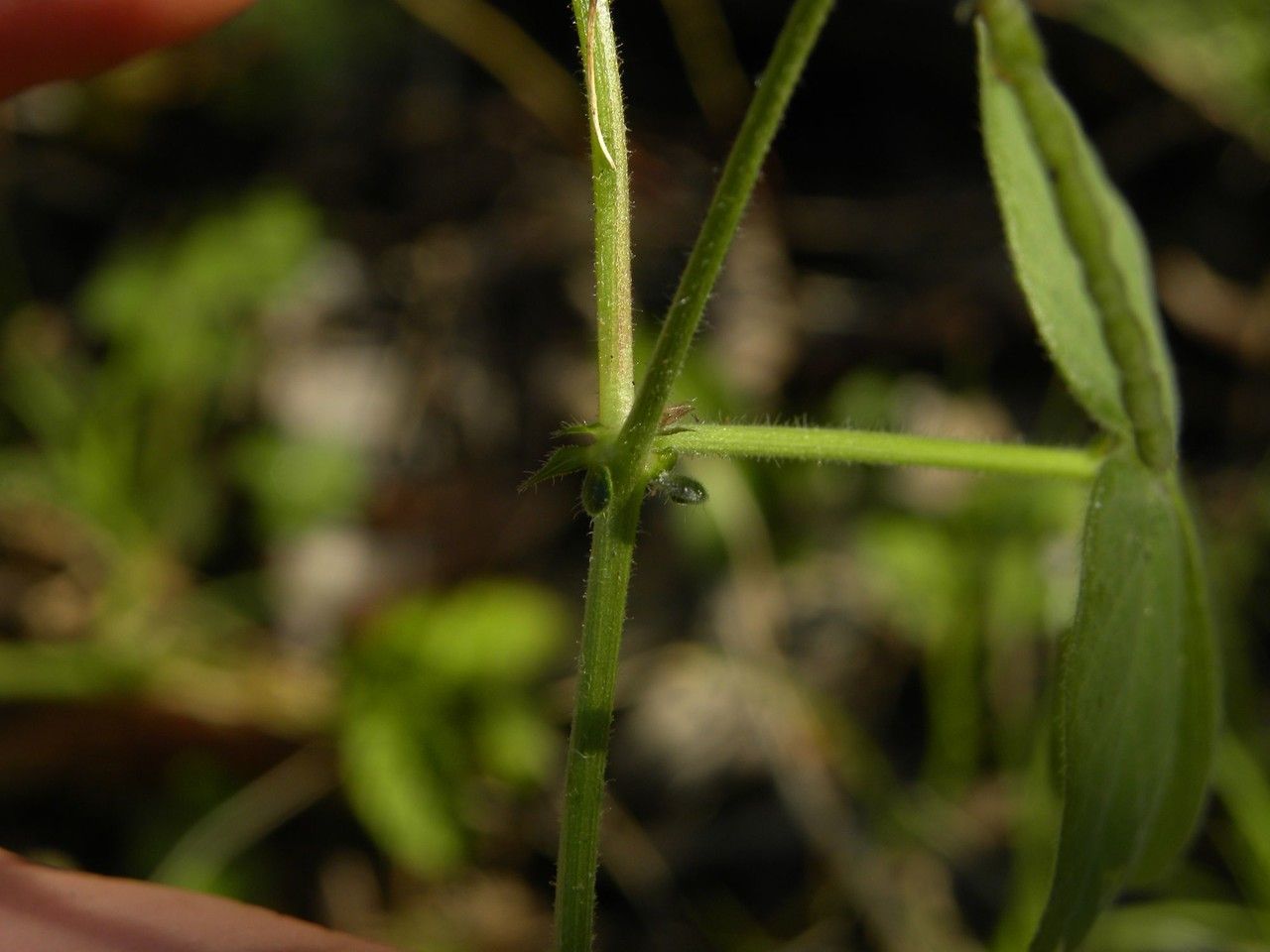 Desmodium distortum bark