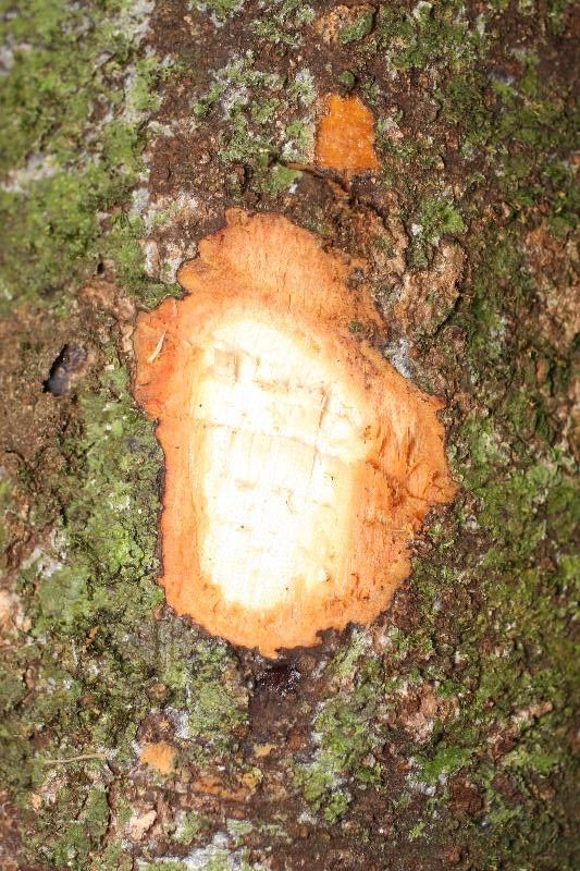 Ocotea cinerea other