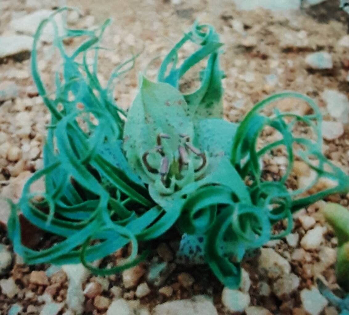 Colchicum circinatum habit