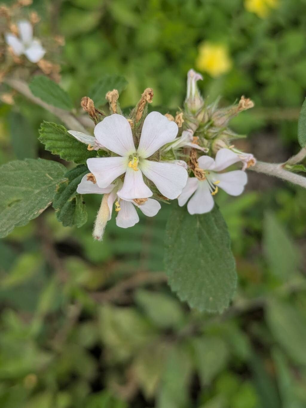 Melochia parvifolia — houseplant care guide