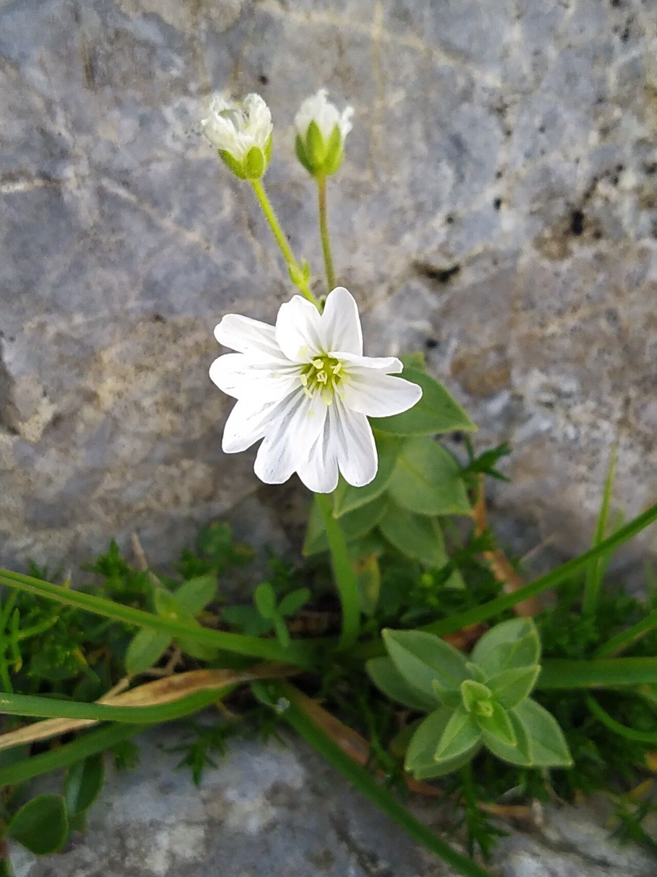 Cerastium carinthiacum — houseplant care guide