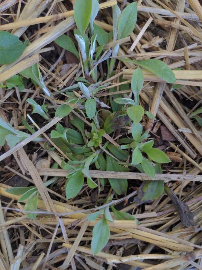 Antennaria neglecta — search result for 'Antennaria'