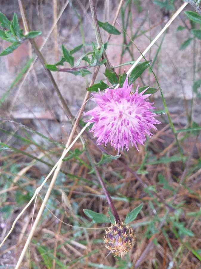 Centaurea aspera flower