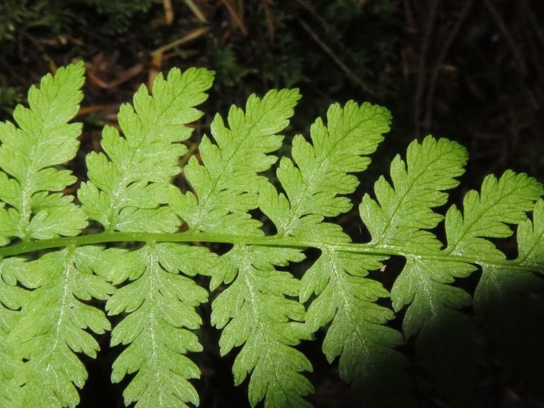 Phegopteris connectilis leaf