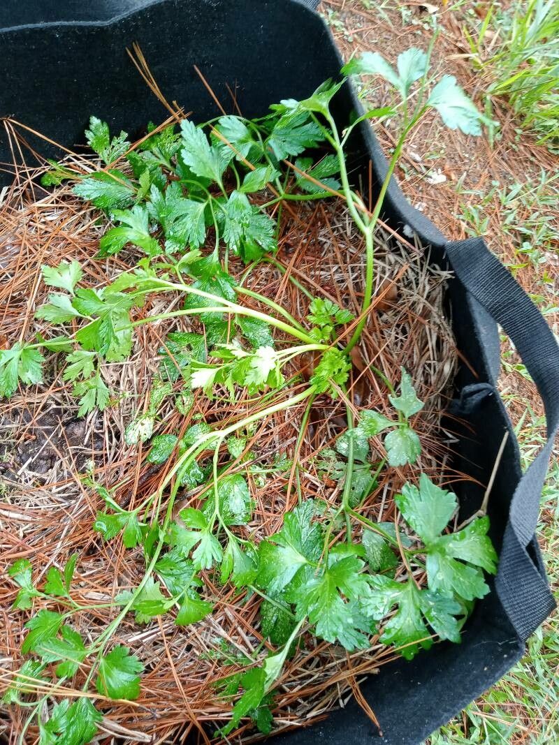 Sanicula liberta leaf