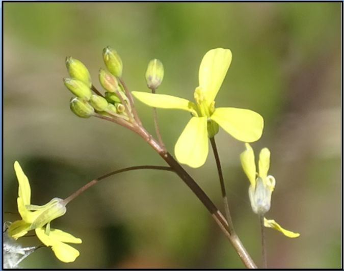 Brassica tournefortii flower