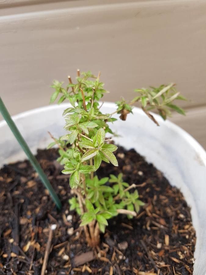 Aloysia citrodora fruit
