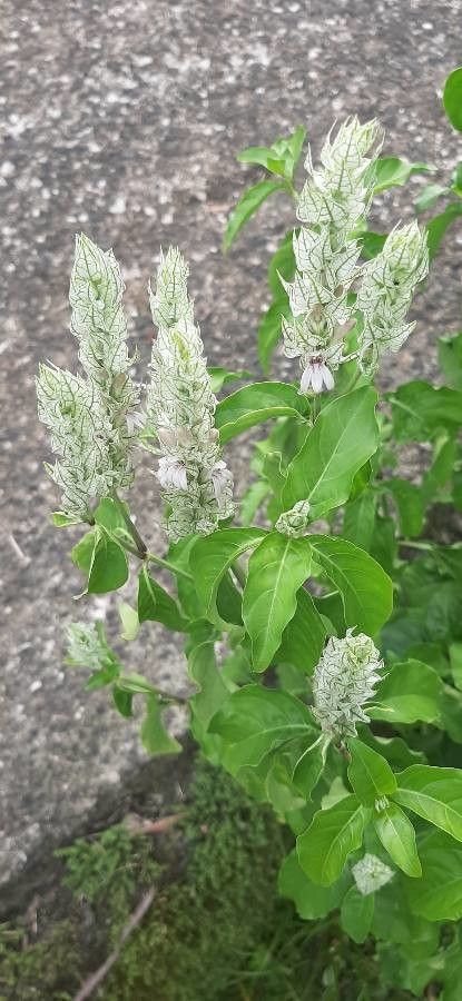 Justicia betonica flower