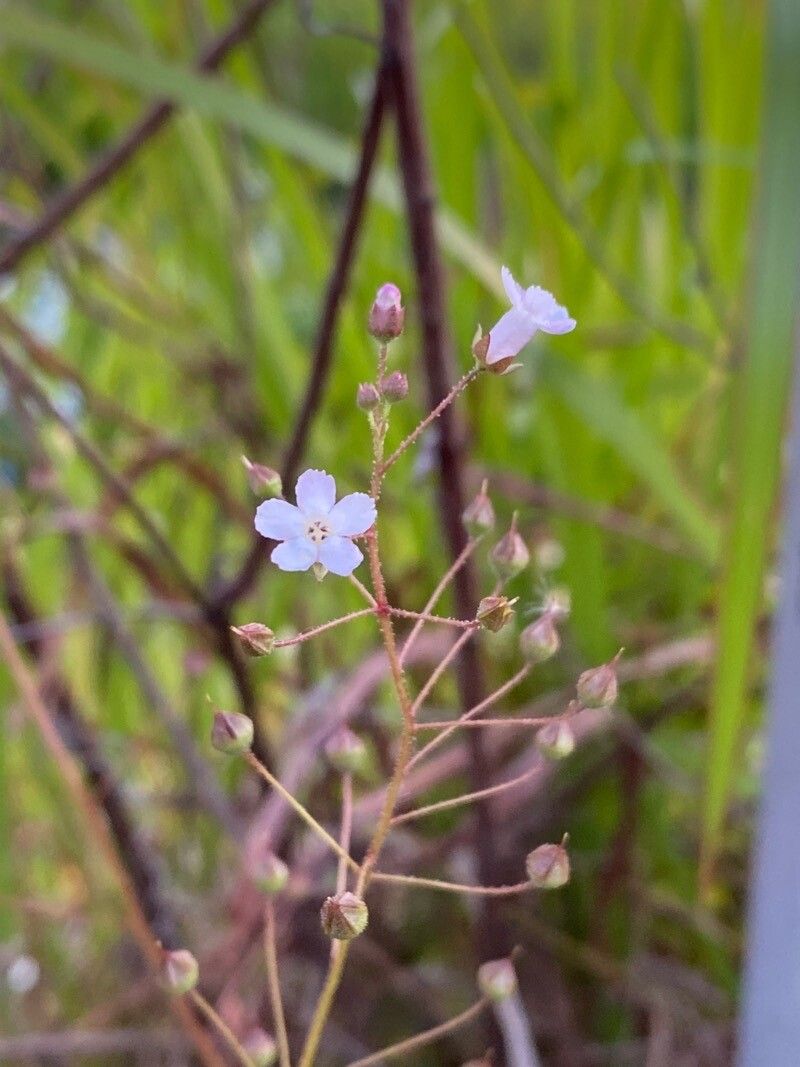 Samolus ebracteatus flower