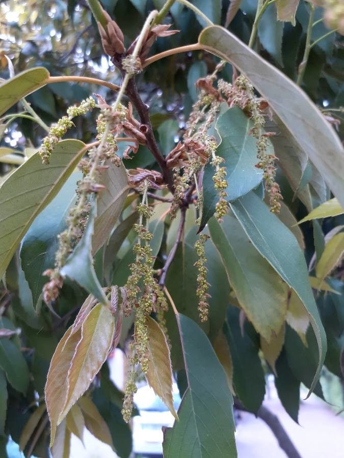 Quercus glauca flower