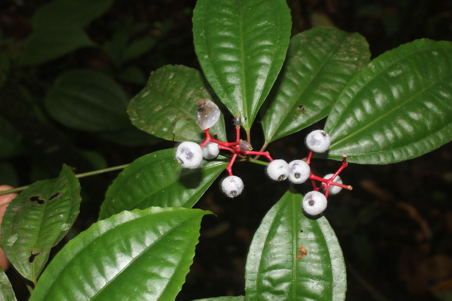 Miconia lateriflora flower