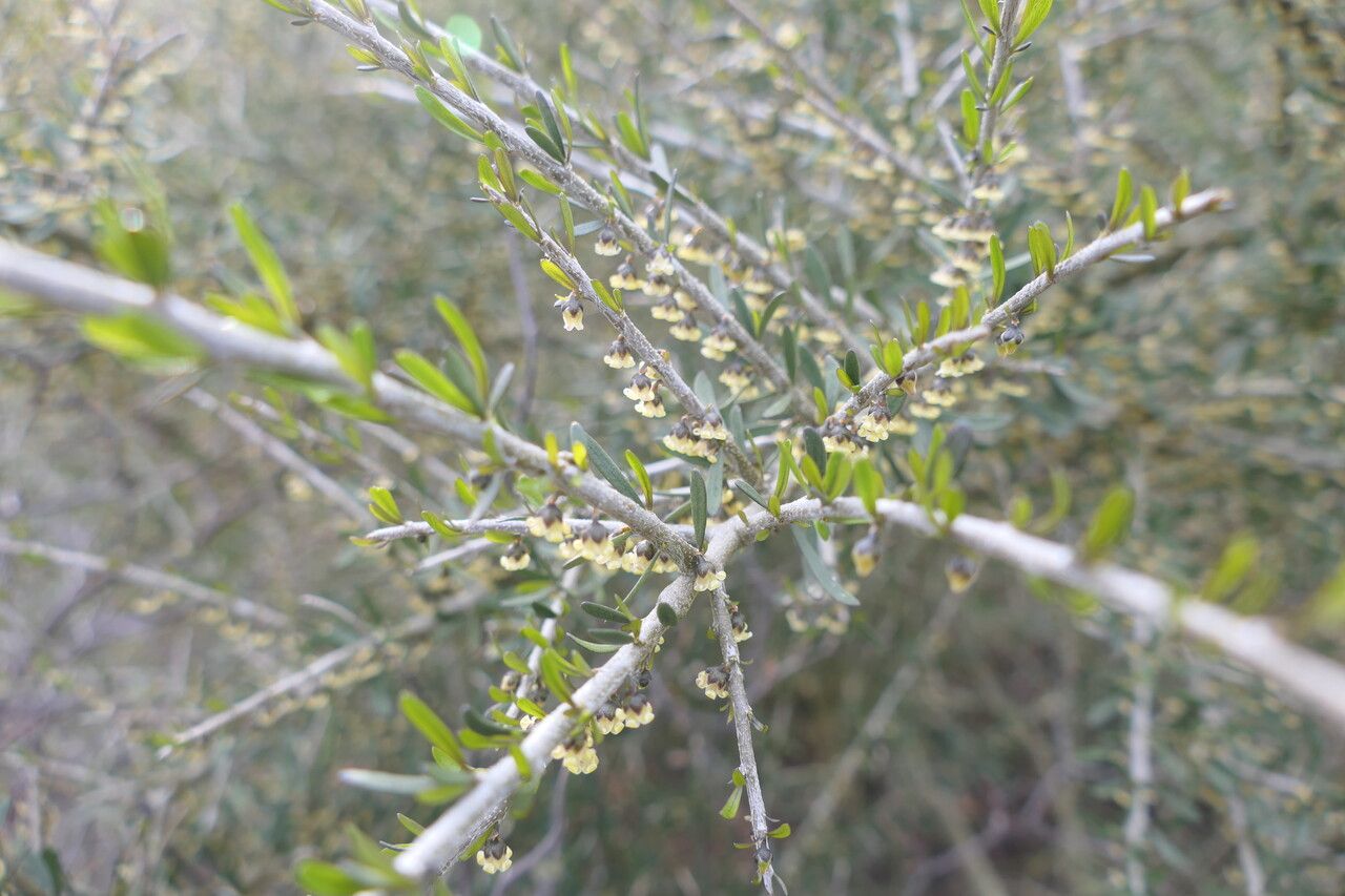 Melicytus angustifolius flower