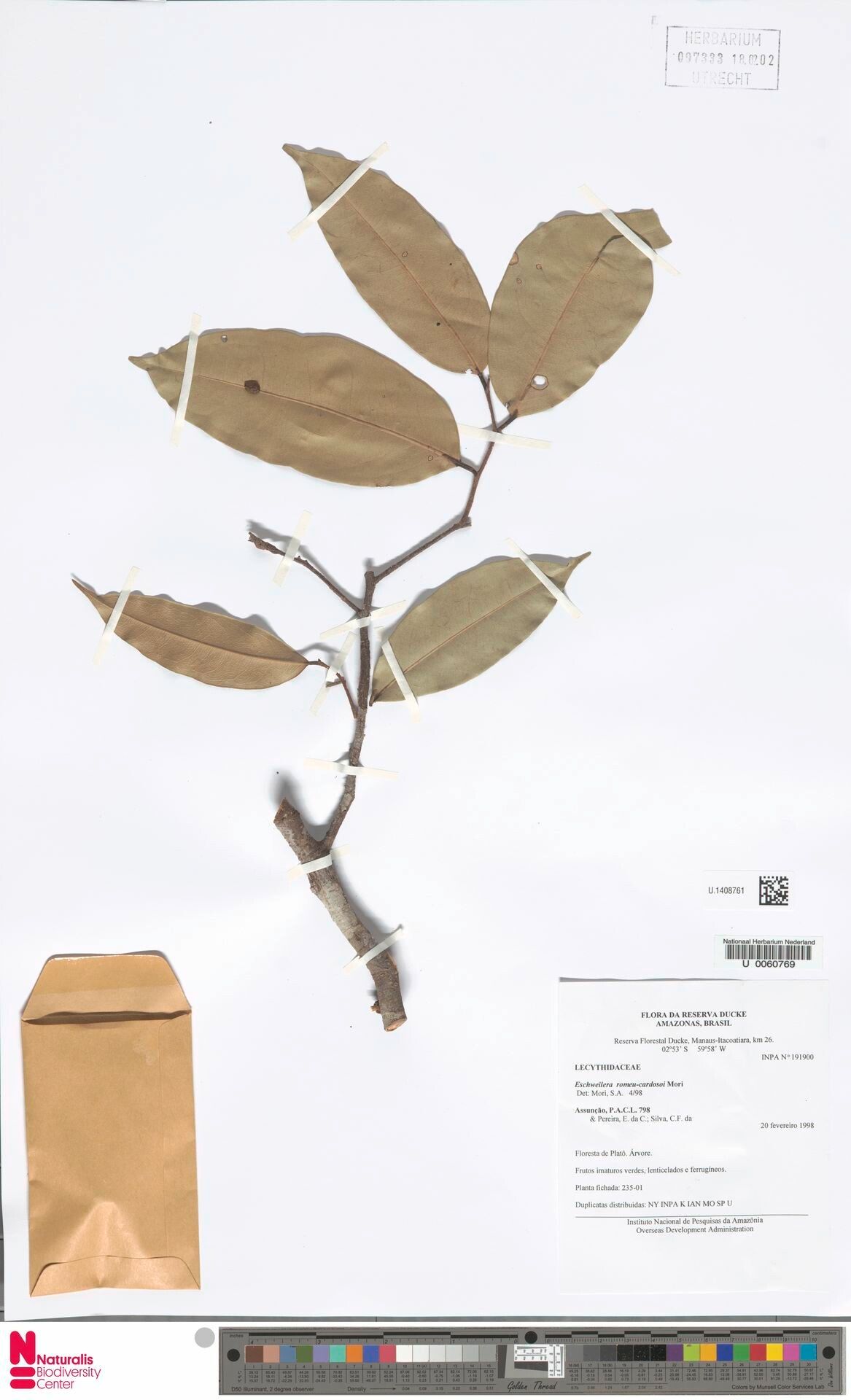 Eschweilera truncata leaf