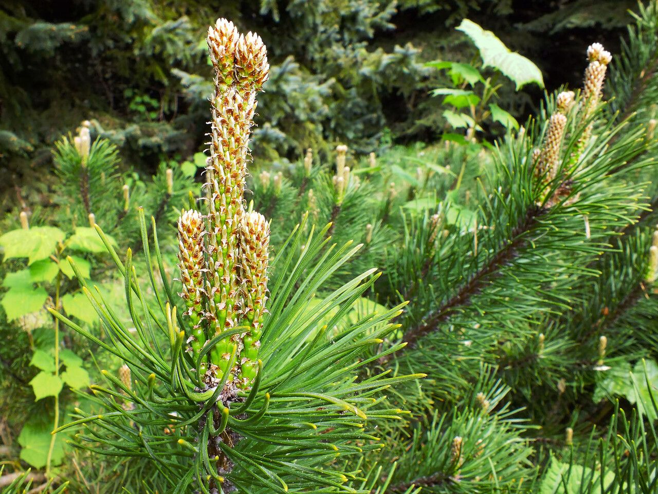 Pinus muricata flower