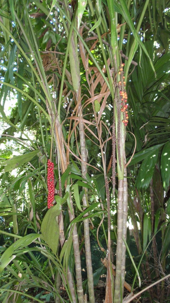 Calyptrocalyx elegans habit