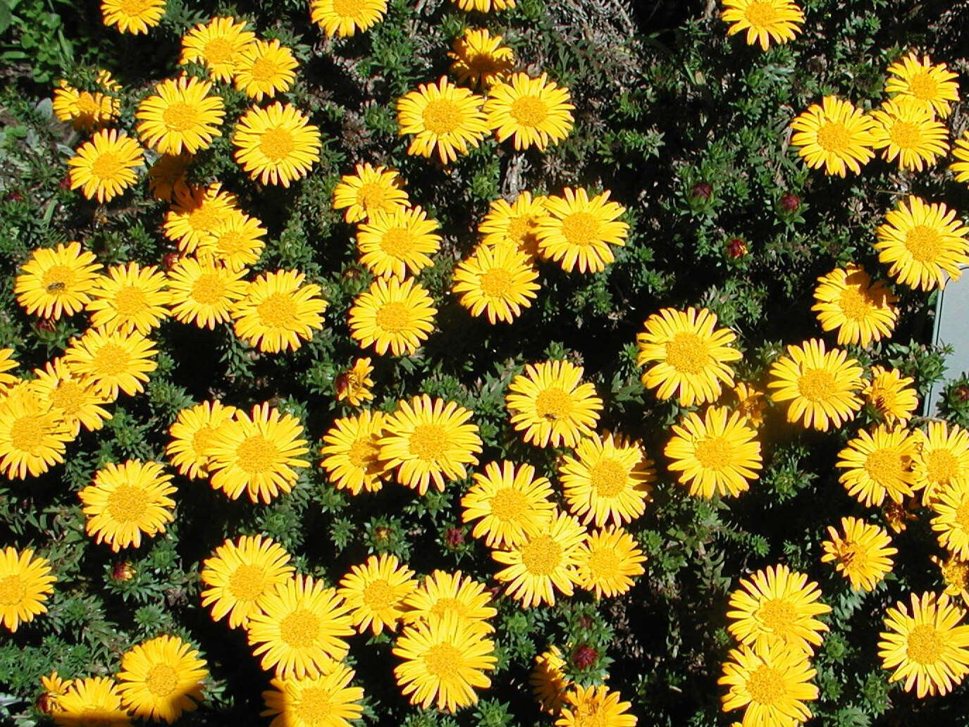 Oedera imbricata — related species from the same genus