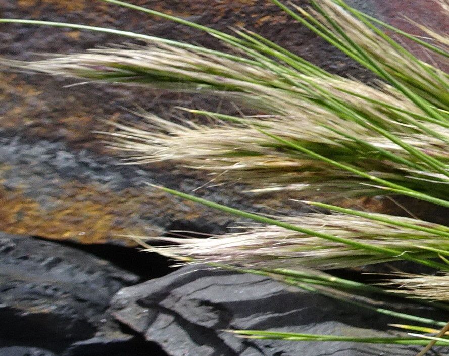 Dielsiochloa floribunda — search result for 'Peru to Bolivia'