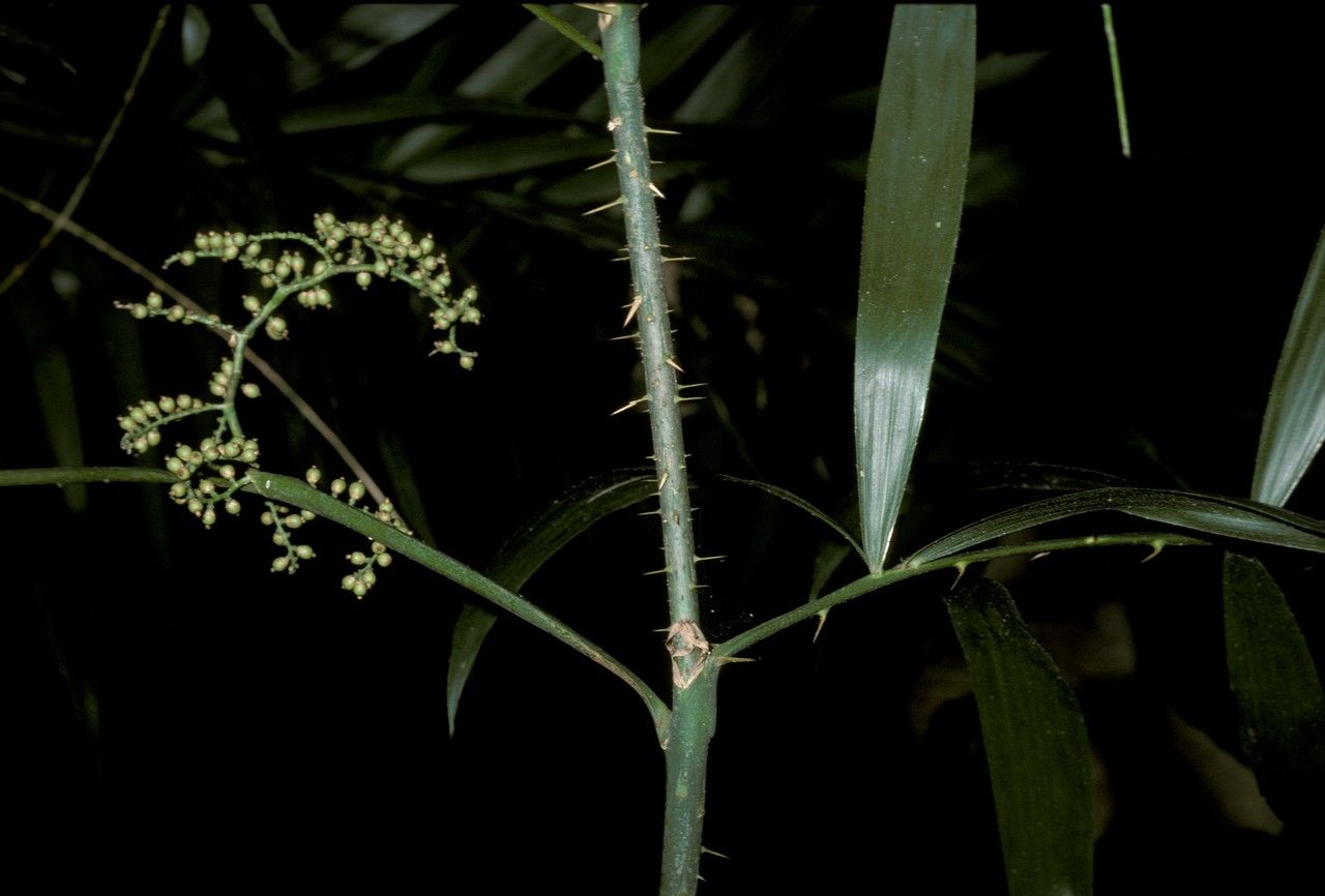 Calamus gracilis fruit