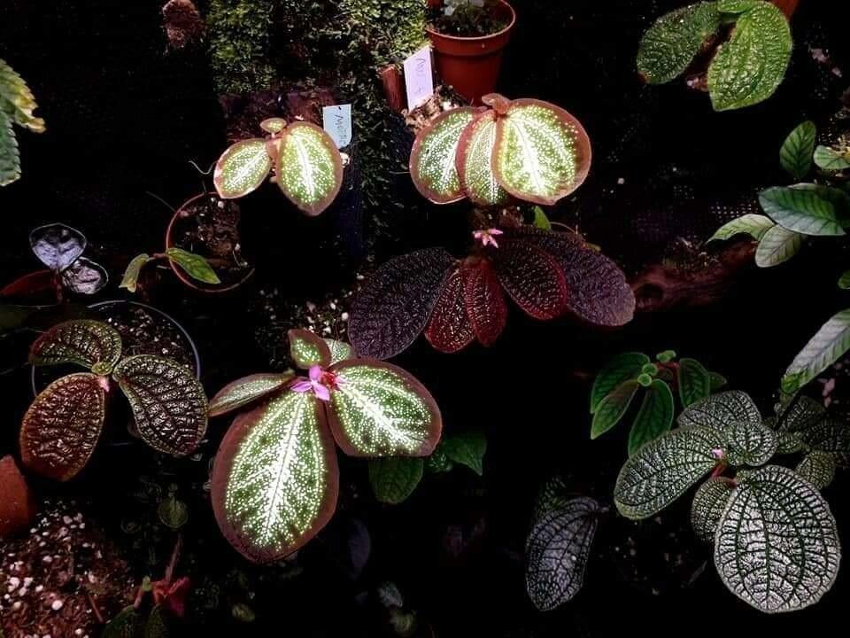 Sonerila primuloides — related species from the same genus