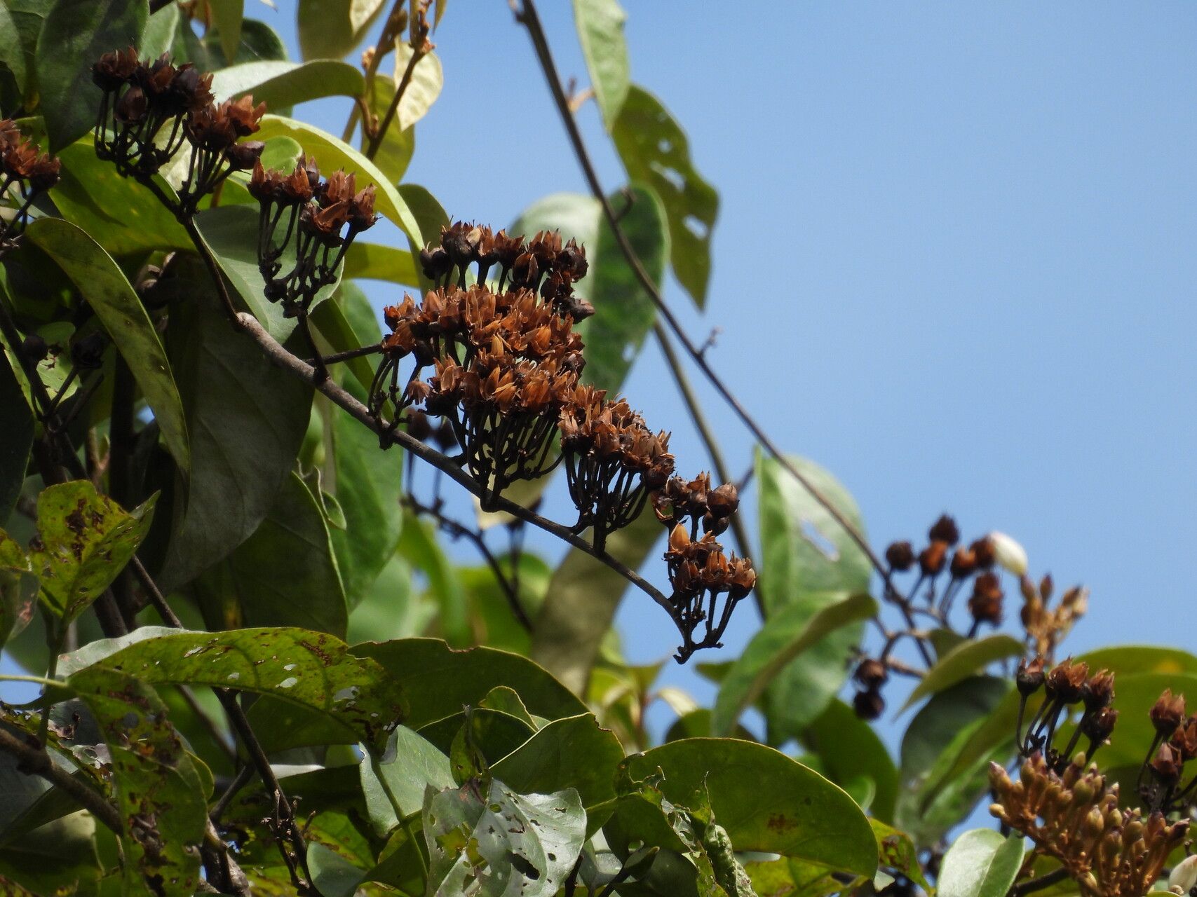 Bonamia maripoides fruit
