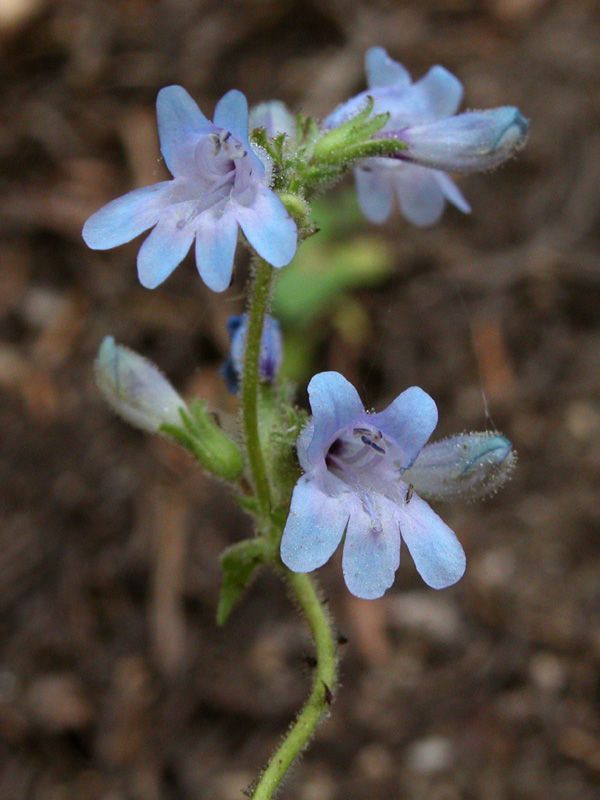 Penstemon anguineus — search result for 'Penstemon'