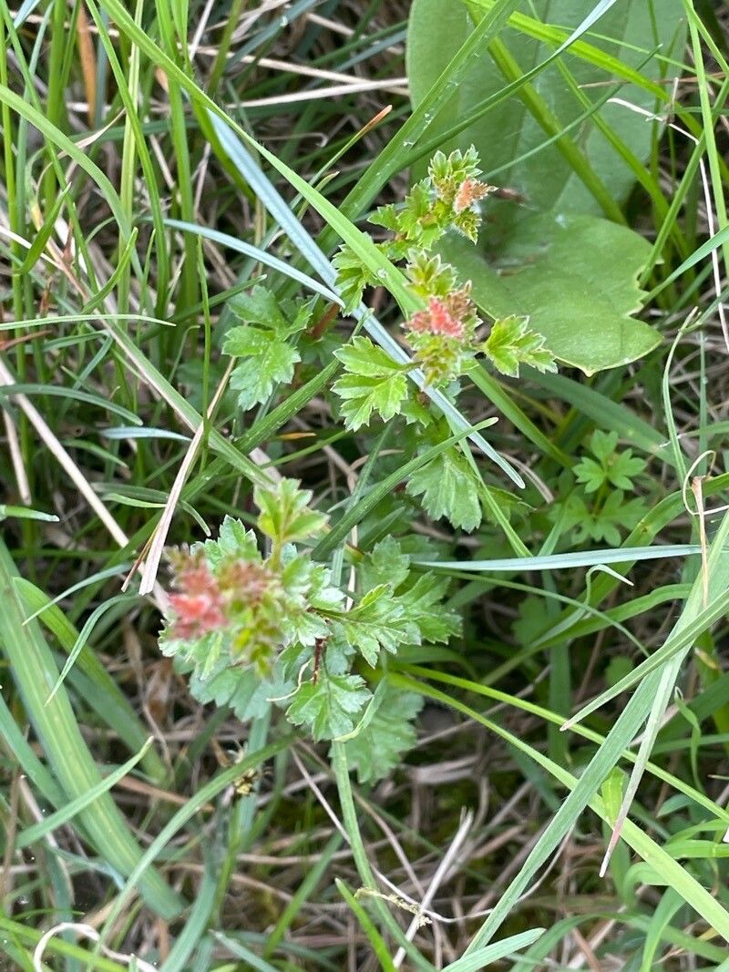 Alchemilla arvensis flower