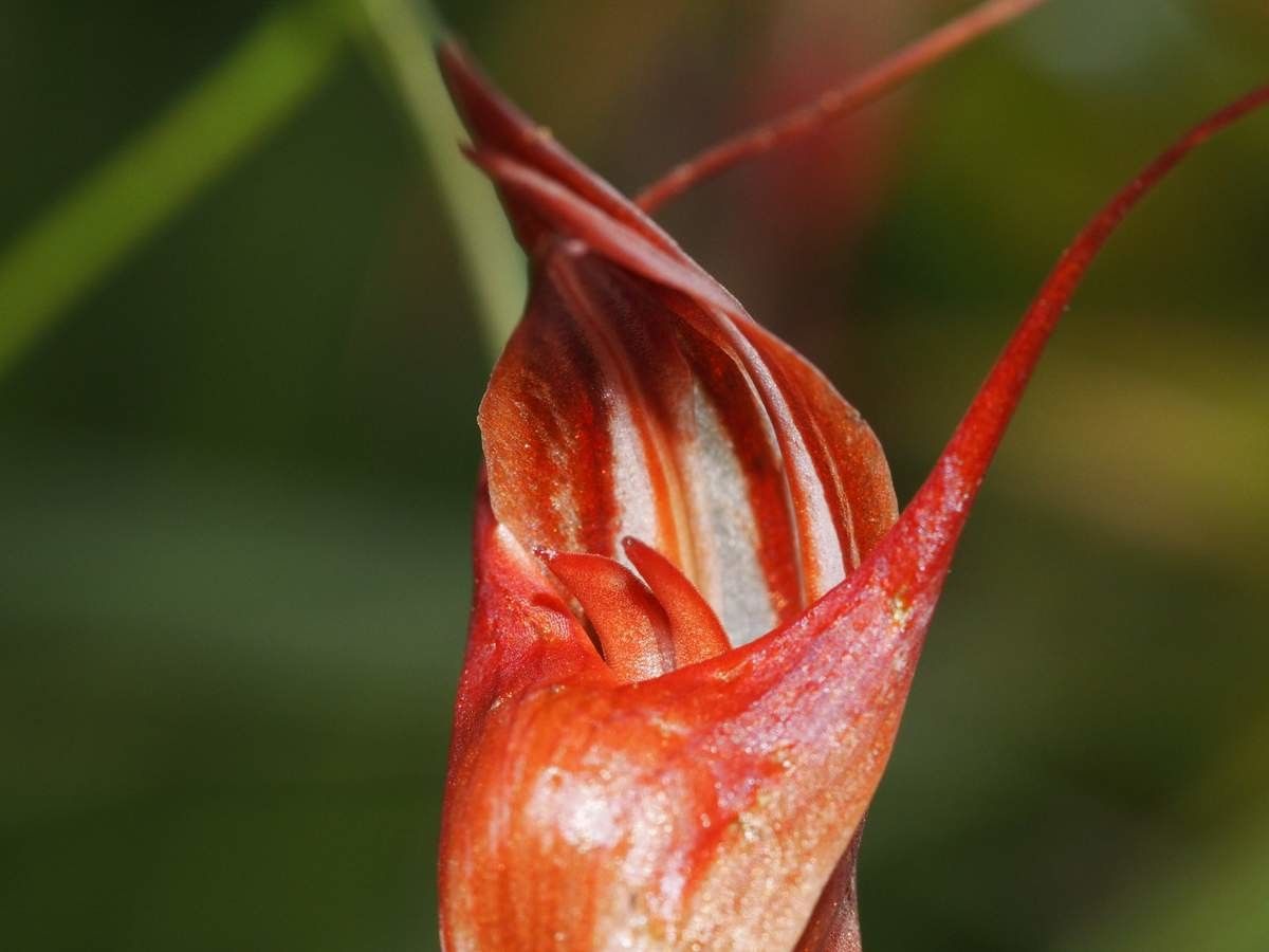 Pterostylis splendens fruit