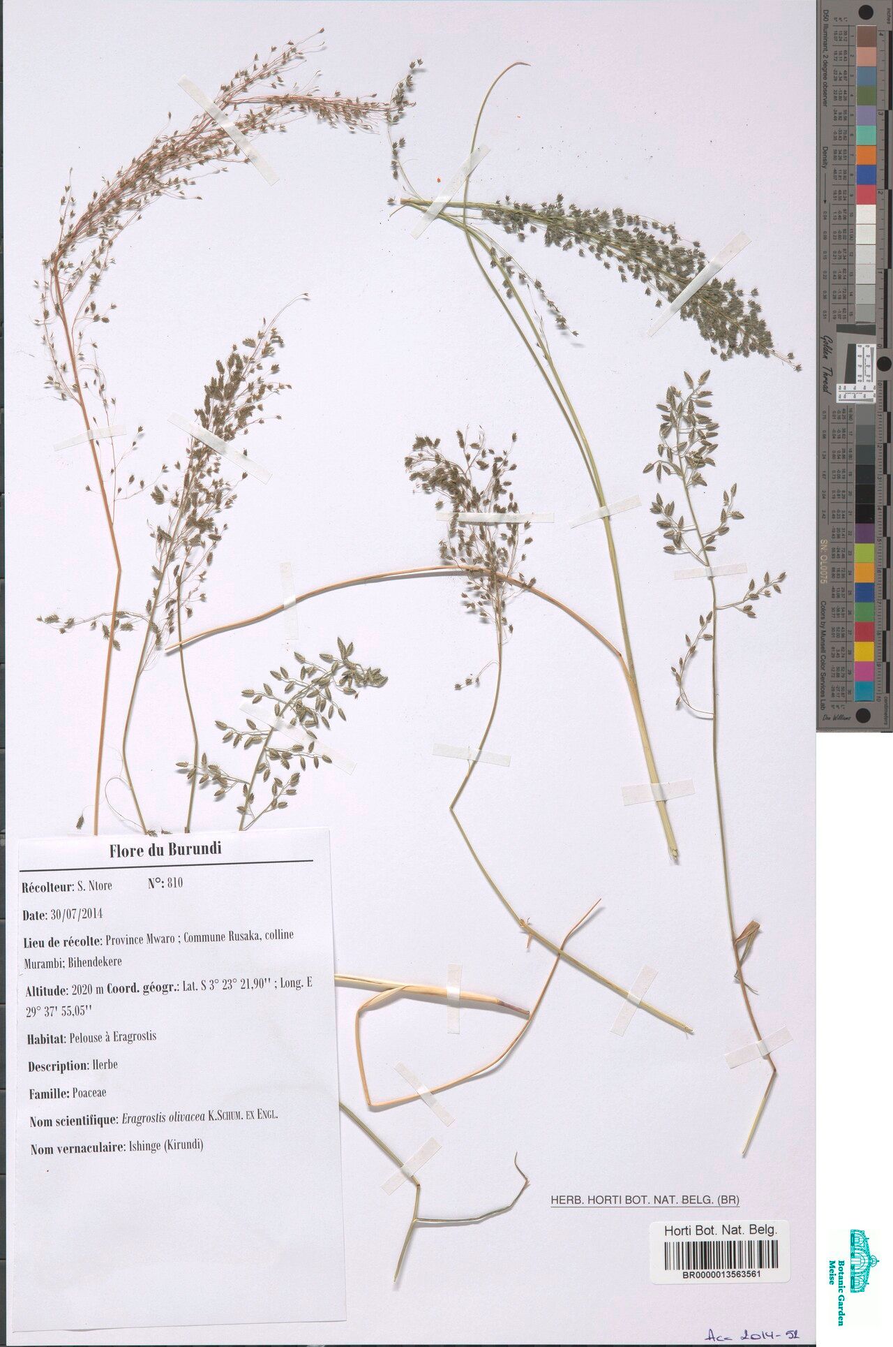 Eragrostis olivacea — search result for 'Eragrostis'