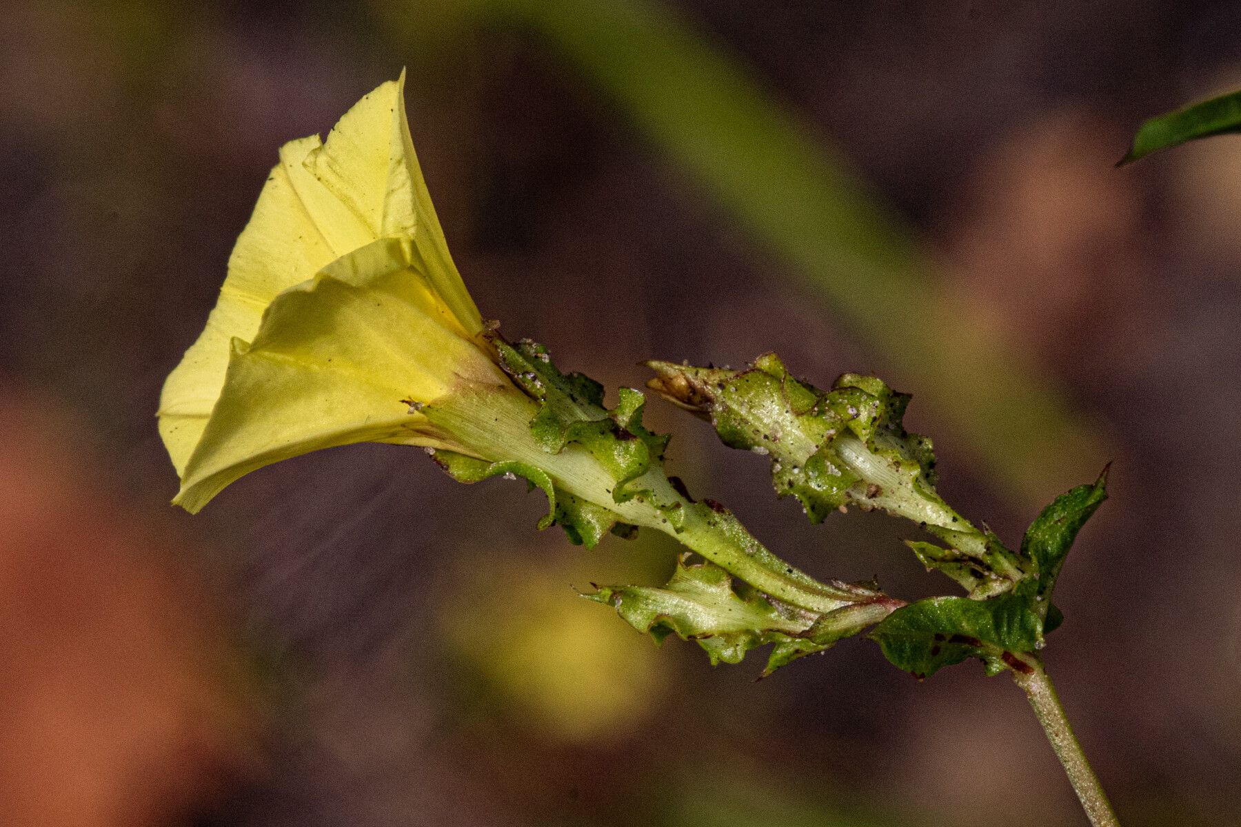 Xenostegia alatipes — related species from the same genus