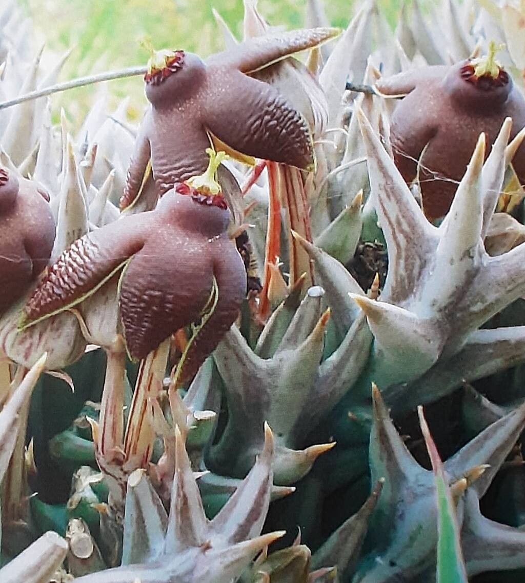 Orbea umbracula flower
