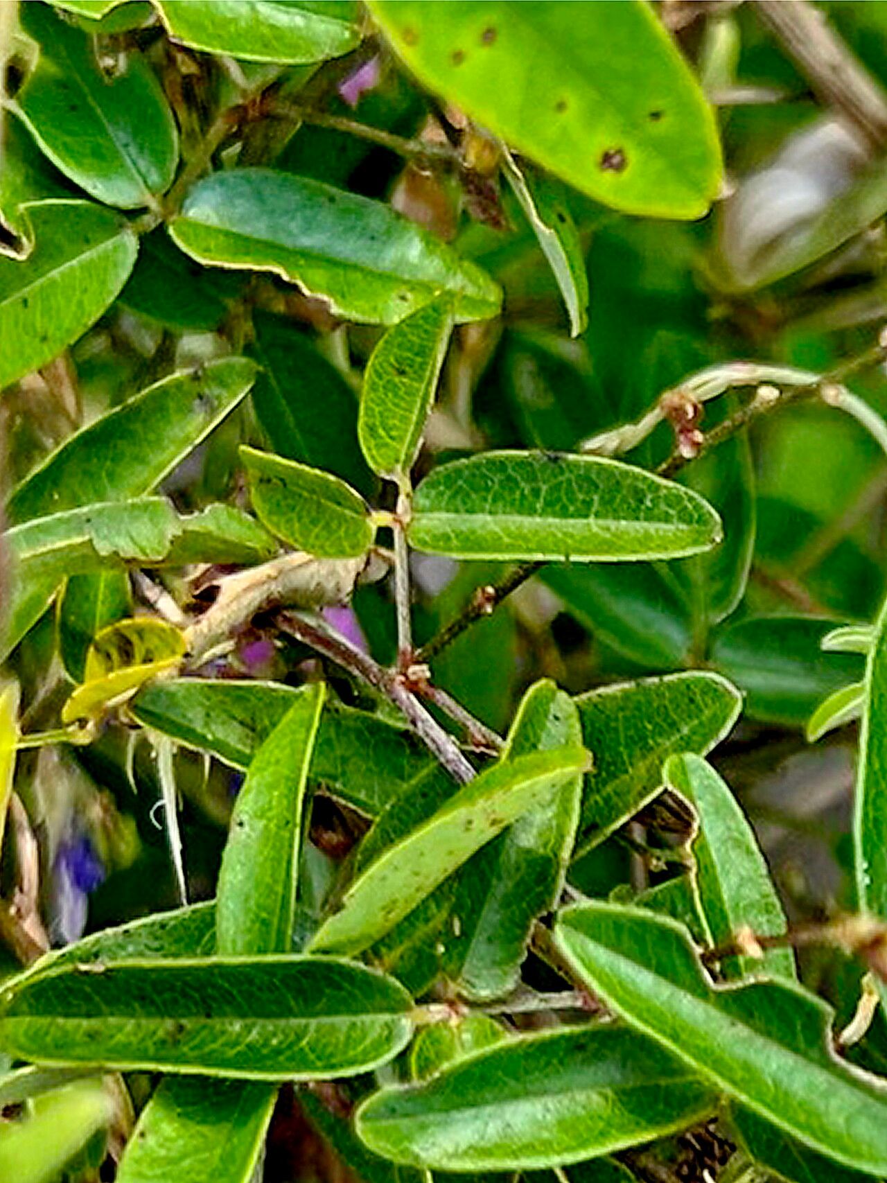 Galactia purshii — houseplant care guide