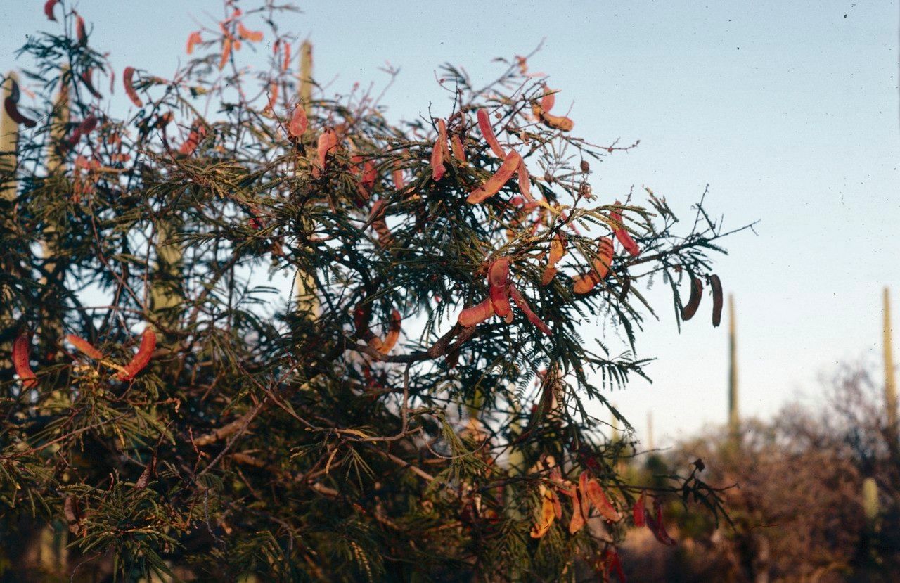 Vachellia pennatula — search result for 'Vachellia'