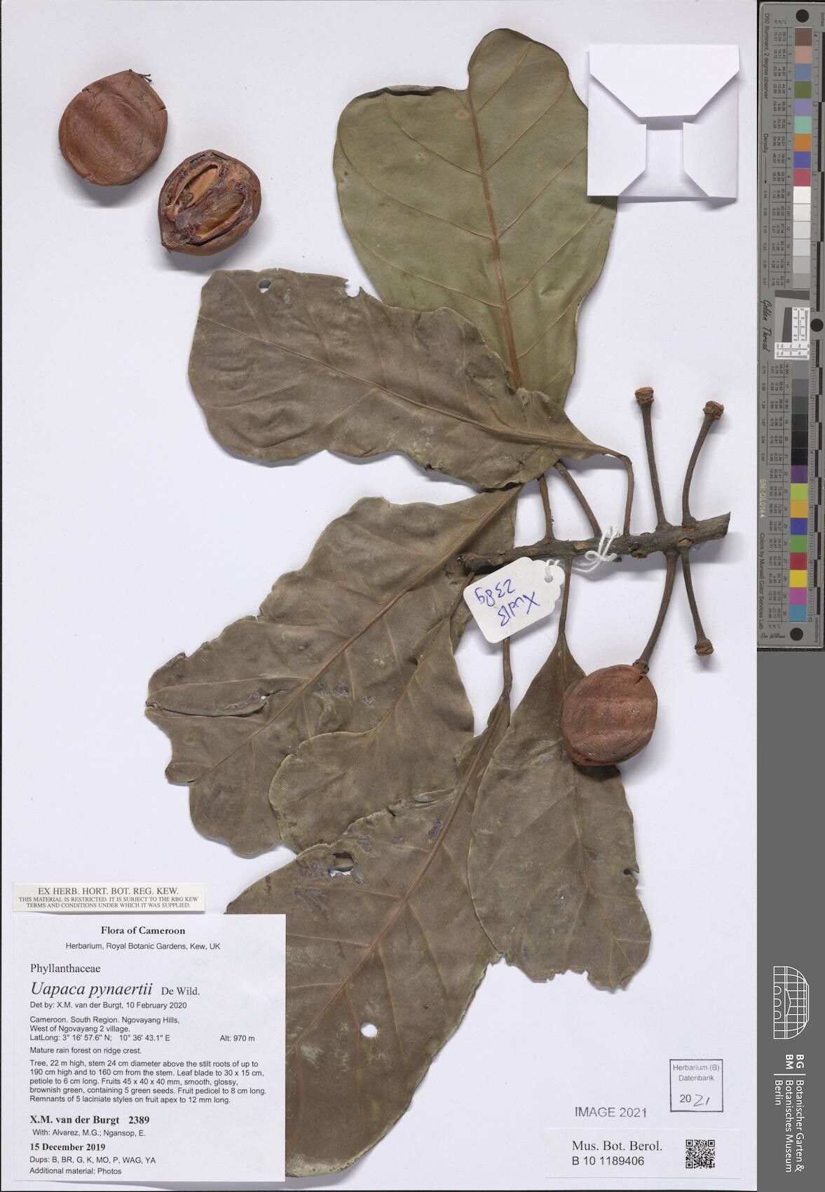 Uapaca pynaertii — houseplant care guide