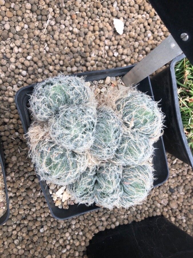 Haworthia bolusii leaf