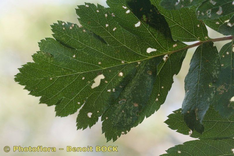 Sorbus legrei leaf