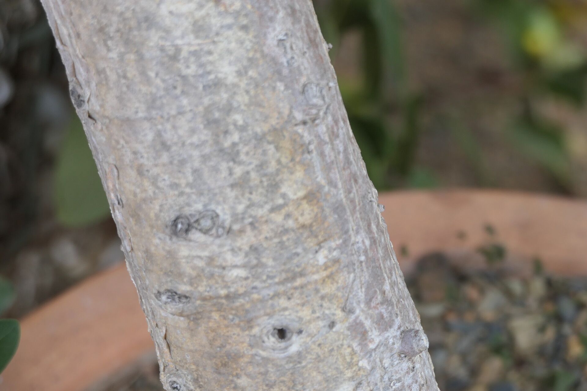 Ficus ilicina bark