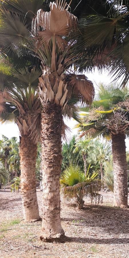 Copernicia baileyana habit