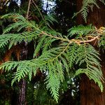 Thuja plicata
