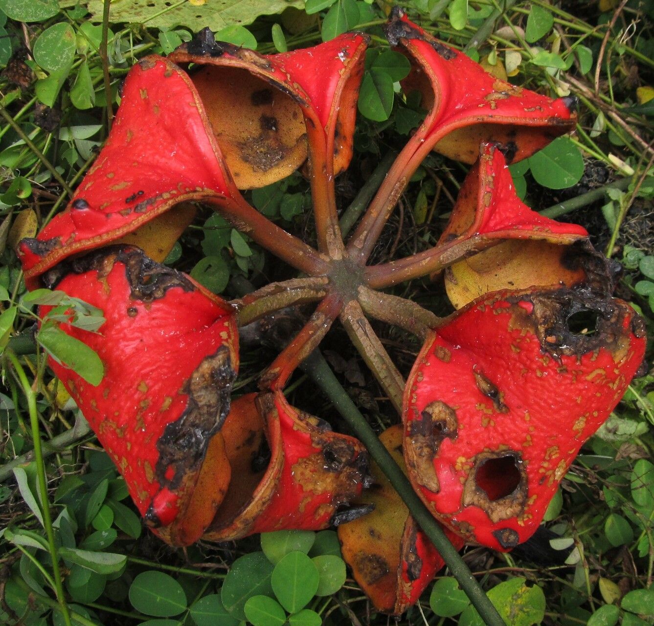 Cola digitata flower